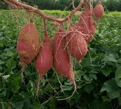 Sweet Potato Shortage: Causes, Impacts & Outlook Sweet Potato Shortage